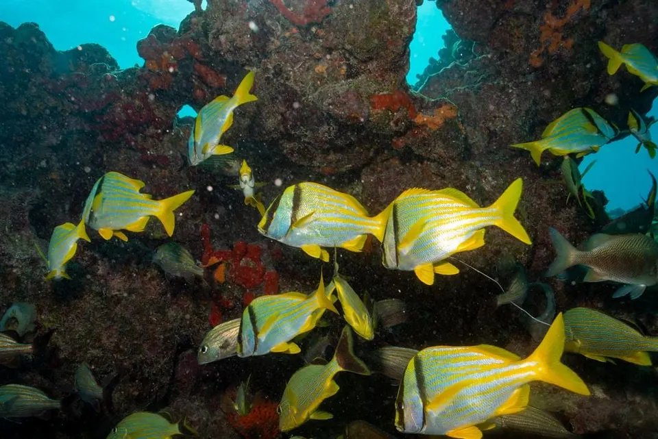 A school of yellow-striped fish over a coral reef