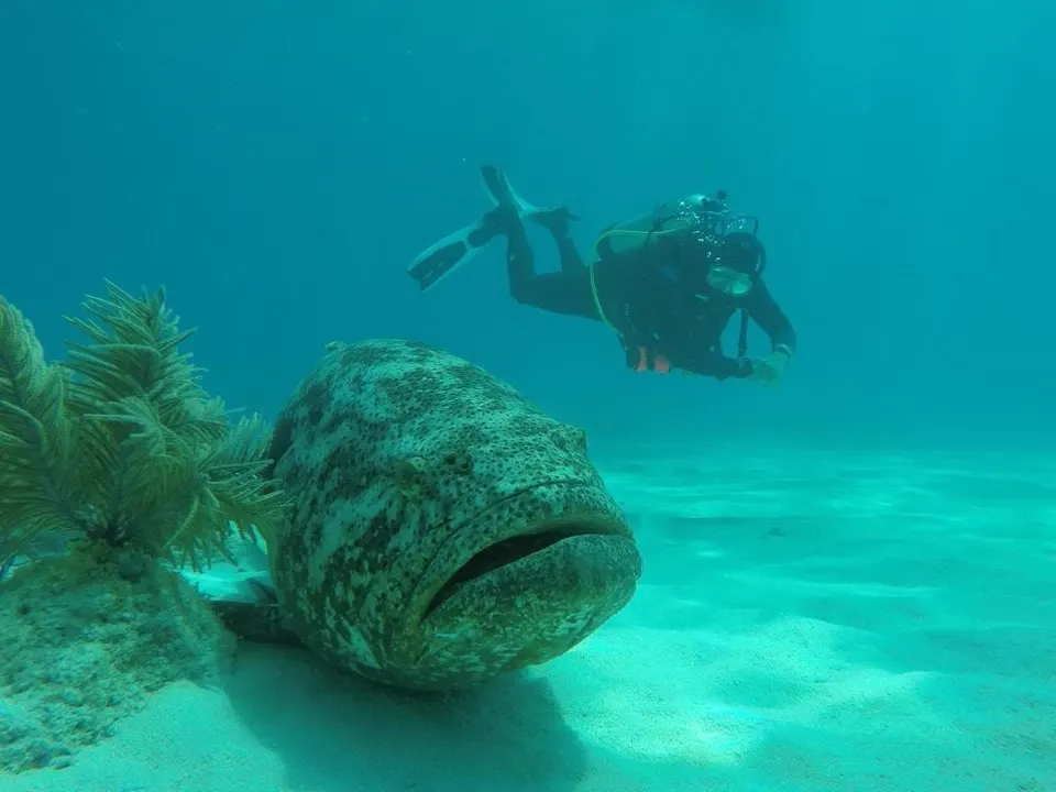 A scuba diver swims above a giant grouper on the sandy bottom