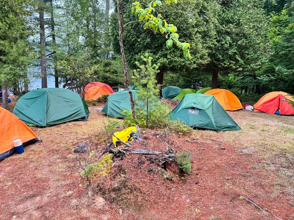 Colorful tents at a campsite carpeted with red pine needles